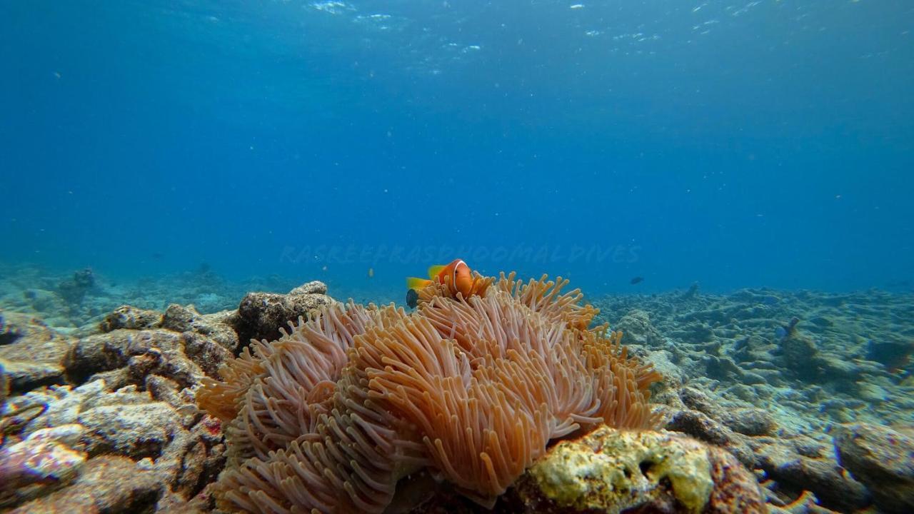 Hotel Rasreef Rasdhoo Maldives Esterno foto